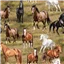 Animals 79350 4 Run Free Horses
