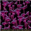 Flowers Ruby Star Fungi Black